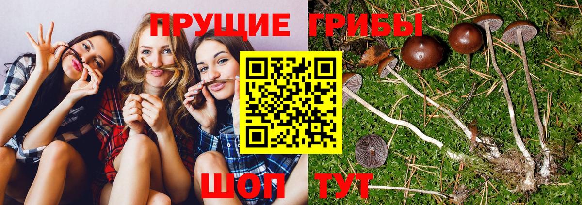 Галлюциногенные грибы прущие грибы  Вход с VPN  Нижнеудинск 